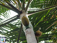 Im Vallée de Mai findet man die seltene und ebenfalls endemische Deckenia nobilis