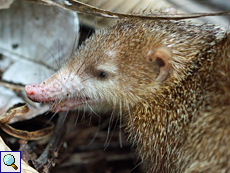 Großer Tenrek (Tenrec ecaudatus) im Vallée de Mai