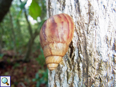 Schnecken (Achatina sp.) wie diese gibt es im Naturschutzgebiet in großer Zahl