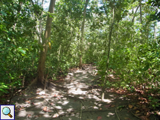 Lichter Wald im Schutzgebiet