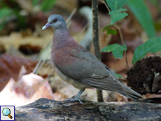 Madagaskartaube (Nesoenas picturata rostrata)