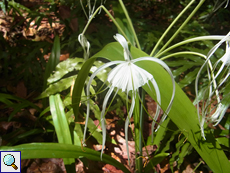 Schönhäutchen (Hymenocallis littoralis)