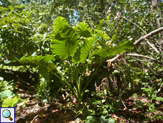 Riesenblättriges Pfeilblatt (Alocasia macrorrhiza)