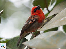 Männlicher Madagaskarweber (Foudia madagascariensis)