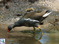 Teichhuhn (Gallinula chloropus orientalis)