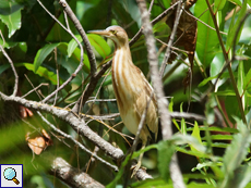 Chinesen-Dommel (Ixobrychus sinensis)