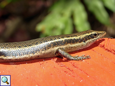 Seychellen-Skink (Trachylepis seychellensis)