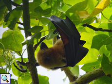 Seychellen-Flughund (Pteropus seychellensis)