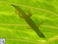 Kleiner Seychellen-Taggecko (Phelsuma astriata semicarinata)