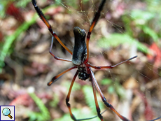 Nephila inaurata madagascariensis