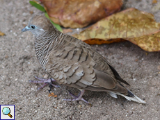 Schwanzloses Sperbertäubchen (Geopelia striata)