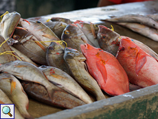 Fischverkauf auf dem Markt in Victoria