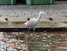 Kuhreiher (Bubulcus ibis) auf dem Markt in Victoria