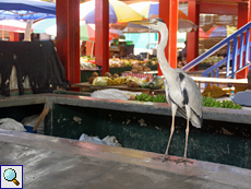 Auch Graureiher (Ardea cinerea) kommen zum Fischmarkt in Victoria