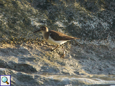 Flussuferläufer (Common Sandpiper, Actitis hypoleucos)