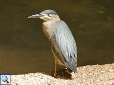 Erwachsener Mangrovereiher (Green-backed Heron, Butorides striata)