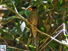 Dickschnabelbülbül (Thick-billed Bulbul oder Seychelles Bulbul, Hypsipetes crassirostris)