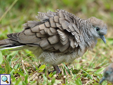 Sperbertäubchen (Zebra Dove, Geopelia striata)