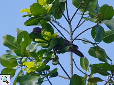 Seychellen-Papagei (Seychelles Black Parrot, Coracopsis barklyi)
