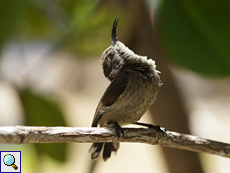 Weiblicher Seychellennektarvogel (Seychelles Sunbird, Nectarinia dussumieri)