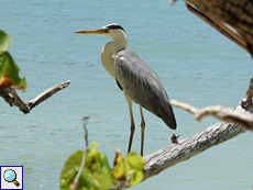 Graureiher (Grey Heron, Ardea cinerea cinerea)