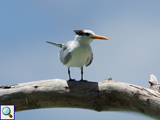 Rüppellseeschwalbe (Lesser Crested Tern, Thalasseus bengalensis)