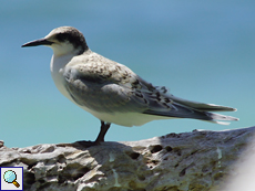 Jugendliche Rosenseeschwalbe (Roseate Tern, Sterna dougallii)