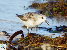 Sanderling (Sanderling, Calidris alba) Sanderling (Sanderling, Calidris alba)