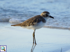 Mongolenregenpfeifer (Mongolian Plover, Charadrius mongolus)