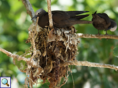 Brütender Schlankschnabelnoddi (Lesser Noddi, Anous tenuirostris)