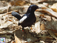 Erwachsener Seychellen-Dajal (Seychelles Magpie-Robin, Copsychus sechellarum)