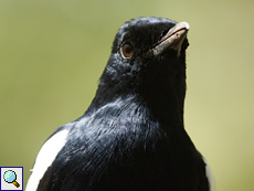 Erwachsener Seychellen-Dajal (Seychelles Magpie-Robin, Copsychus sechellarum) Erwachsener Seychellen-Dajal (Seychelles Magpie-Robin, Copsychus sechellarum)