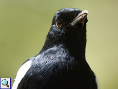 Erwachsener Seychellen-Dajal (Seychelles Magpie-Robin, Copsychus sechellarum)