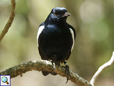 Erwachsener Seychellen-Dajal (Seychelles Magpie-Robin, Copsychus sechellarum)