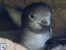 Keilschwanz-Sturmtaucher (Wedge-tailed Shearwater, Puffinus pacificus)