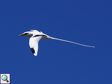 Erwachsener Weißschwanz-Tropikvogel (White-tailed Tropicbird, Phaethon lepturus lepturus)