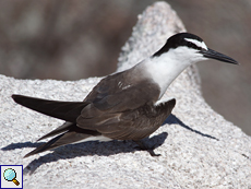 Zügelseeschwalbe (Bridled Tern, Onychoprion anaethetus)