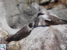 Erwachsene Zügelseeschwalbe (rechts) füttert ein Jungtier (Bridled Tern, Onychoprion anaethetus)