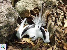 Erwachsener Weißschwanz-Tropikvogel verlässt sein Nest (White-tailed Tropicbird, Phaethon lepturus lepturus)