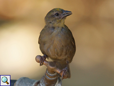 Männlicher Seychellen-Weber (Seychelles Fody, Foudia sechellarum) im Brutkleid