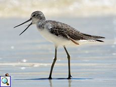 Grünschenkel (Common Greenshank, Tringa nebularia)