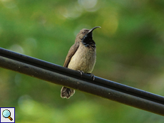 Männlicher Seychellennektarvogel (Seychelles Sunbird, Nectarinia dussumieri) Männlicher Seychellennektarvogel (Seychelles Sunbird, Nectarinia dussumieri)