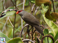 Wellenastrild (Common Waxbill, Estrilda astrild)