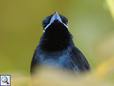 Männlicher Seychellenparadiesschnäpper (Seychelles Paradise Flycatcher, Terpsiphone corvina)