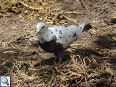 Stadttaube (Pigeon, Columba livia f. domestica)