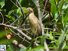 Weibliche Chinesen-Dommel (Yellow Bittern, Ixobrychus sinensis)