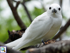 Feenseeschwalbe (White Tern, Gygis alba)