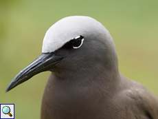 Noddi (Common Noddy oder Brown Noddy, Anous stolidus)