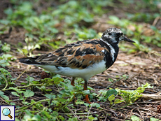 Steinwälzer (Ruddy Turnstone, Arenaria interpres interpres)