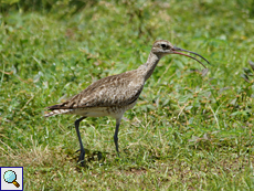 Regenbrachvogel (Whimbrel, Numenius phaeopus)